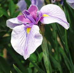 【お題日記】これから挑戦したい髪型は？