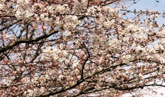 女性の皆さん教えて下さい・何派か？