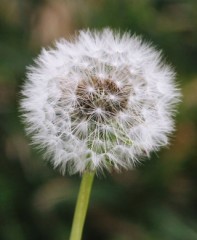 【お題日記】最近自然に触れましたか？