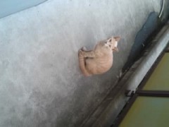 ネコちゃん(*^o^*)