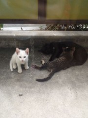 にゃーにゃーにゃー！