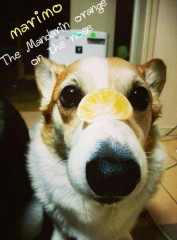 【お題日記】コーヒーと紅茶、どちら派？