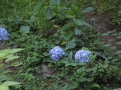 【お題日記】「梅雨らしさ」感じさせる写真を見せて！