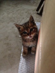 明日から復帰。