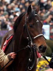 明日はスプリンターズＳＧ１だ！