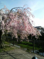 桜花賞はだめやったけど