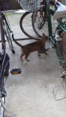 雄のキジトラちゃんを発見！