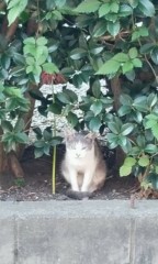 雰囲気ありげな白グレーにゃん発見