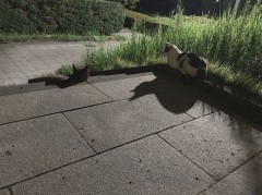 まだまだ、残暑が厳しいにゃー