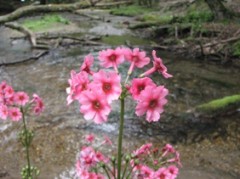 クリック募金でしゅ＾＾