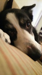 【お題日記】イヌ派？ネコ派？それとも？