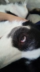 【お題日記】教えて！ベット写真はあり？