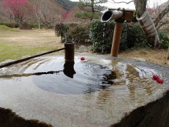 そろそろ梅の花開く頃
