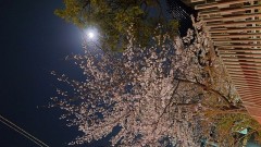 夜桜
