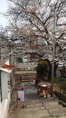 【お題日記】お花見行った？