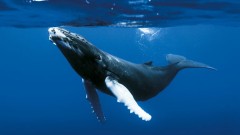 映画「オーシャンズ」よかったよ！