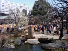 ♪梅は咲いたか～