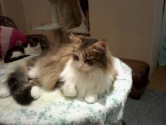 アキバのネコカフェ