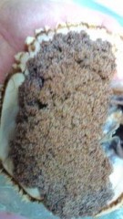 た・ま・ご・・・・・