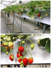 いちご狩り