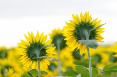 ∑ヽ(｀д´；)ﾉオオッ