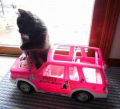 ネコ　in  pussy  car