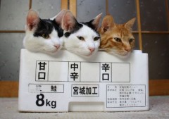 極細スパゲティなら納得する。