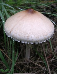 セーフｗｗ　（編集済み