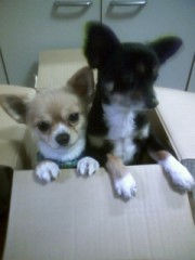 頑張れウィーク、GanbareWeek=GW