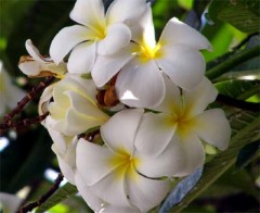 【　非　お題日記】　デリカシーってなんだ？