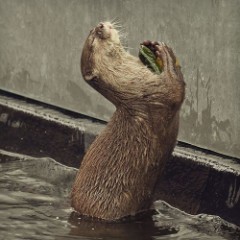 【お題日記】攻めるのと攻められるのどっちが好き？