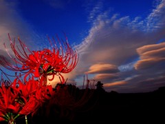 【お題日記】ズバリ、どんなHがご希望ですか？