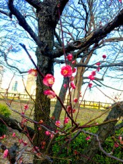 【お題日記】一番長い片思いはどれぐらい？