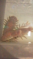 【お題日記】あなたの「やる気スイッチ」が入る瞬間