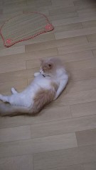 【お題日記】猫好きですか？