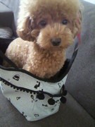 ☆彡あられのおうち