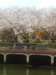 桜満開でした(^^ )