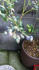 久し振りに早く帰ってきたら