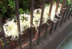 【お題日記】朝はTVつける派？