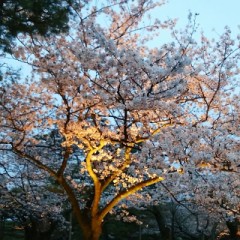 【お題日記】お気に入りの写真見せて