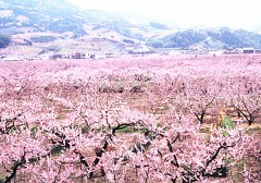 【お題日記】今年の花見の予定は？