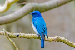 幸せの青い鳥　瑠璃三鳥