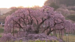 お花見も盛況だよ。