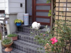 K　～BUMPじゃないよ～