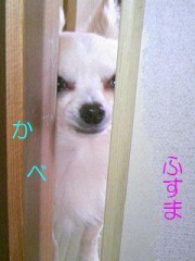 しょうじにめありー......