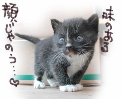 たびねこ.....