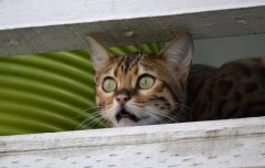 きょうがくの！