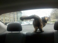 そとがいい？うちがいい？