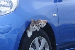 だいたいそう...