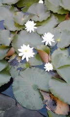 今年も、睡蓮の花が咲きました！